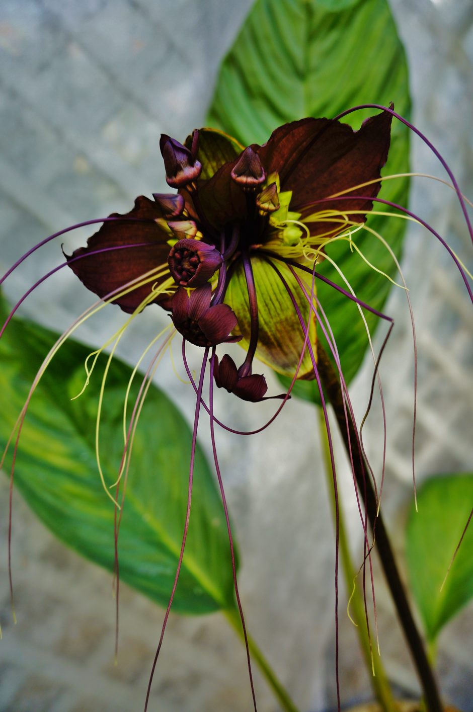 Juodoji lelija iš Drugelių paviljono