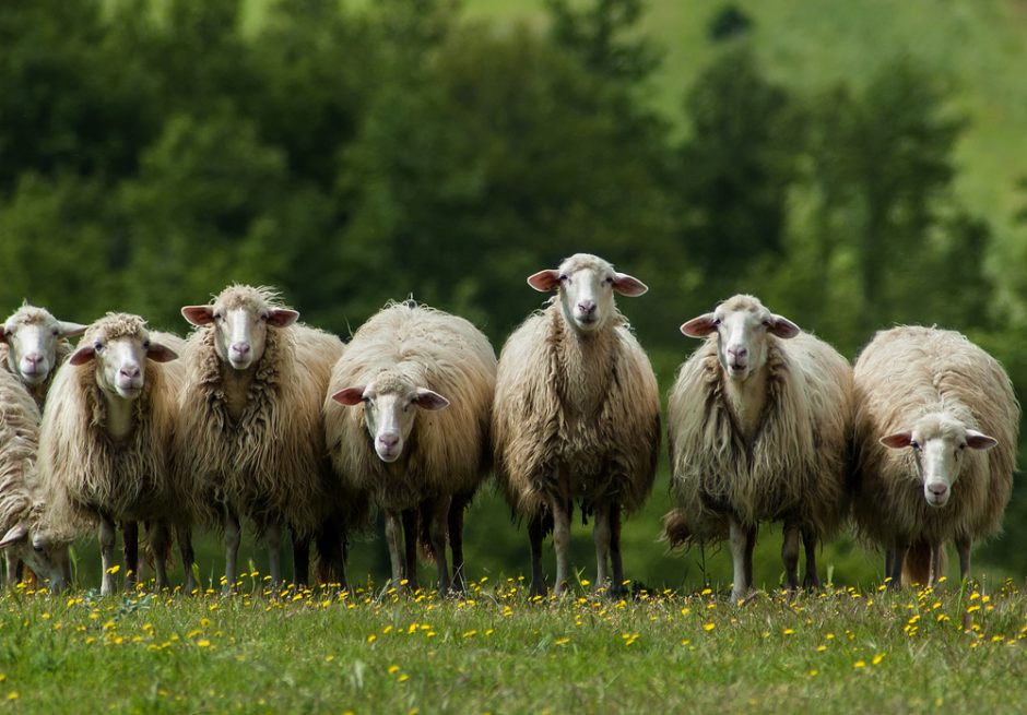 Per 13 mln. eurų – mėsiniams galvijams ir avims