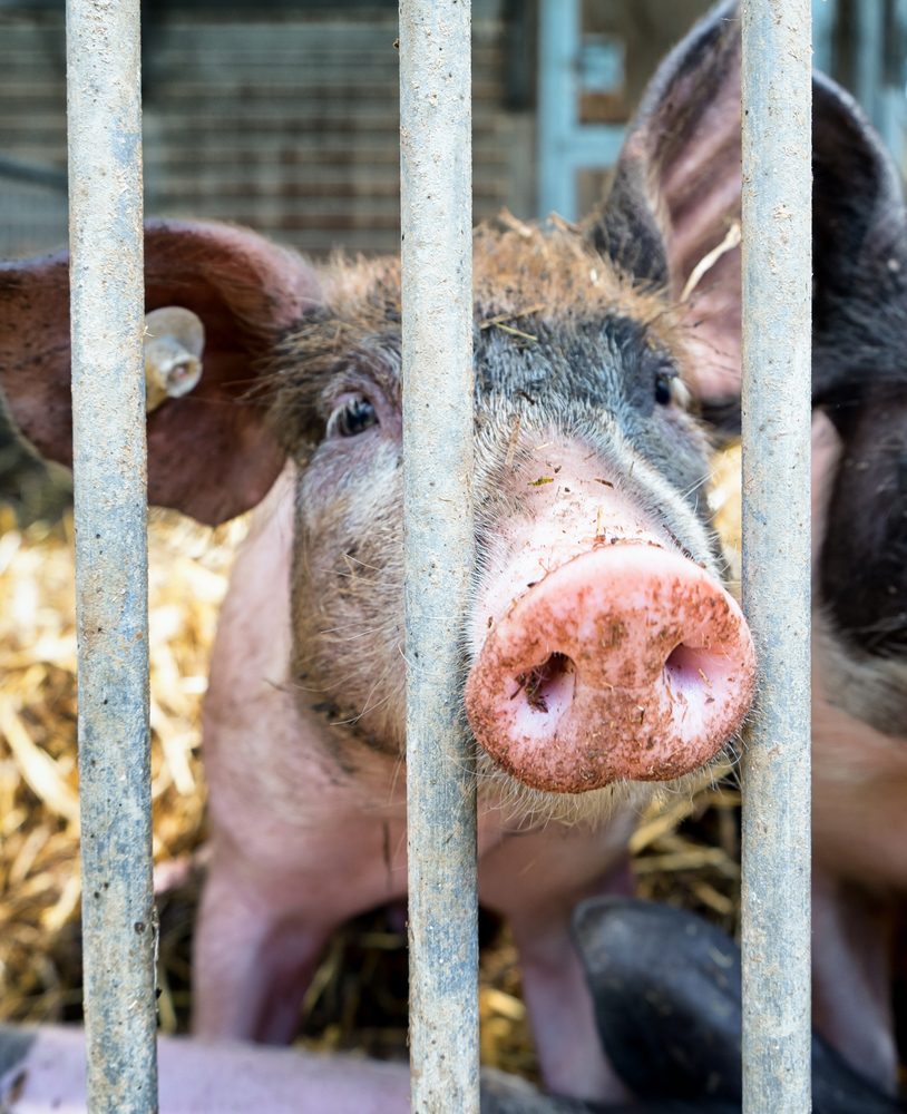 Kiaulių eksportą į Gruziją gali sustabdyti kritę šernai