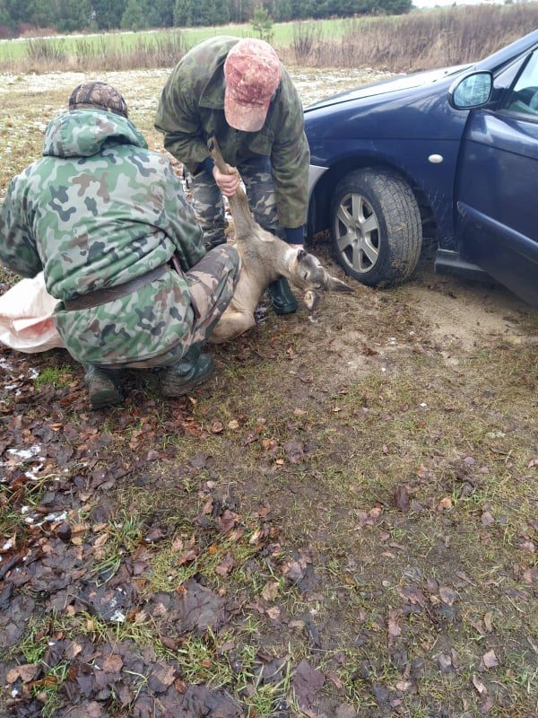 Per Kalėdas brakonieriai ėmėsi stirnų: vieną pašautą bandoma gydyti, kita rasta negyva