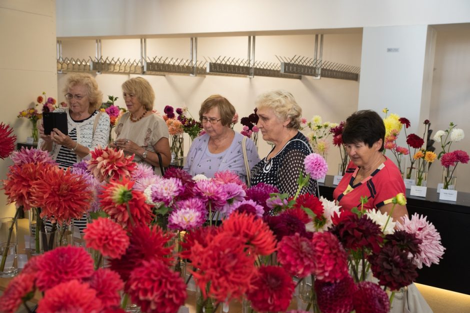 Jurginų šventė Kaune: įvertino ir apdovanojo geriausias veisles