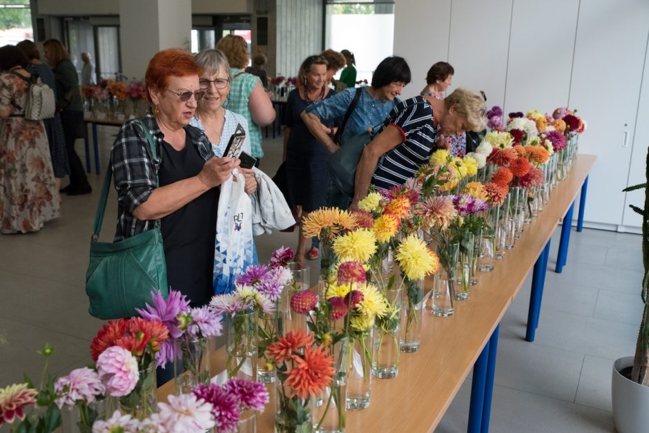 Jurginų šventė Kaune: įvertino ir apdovanojo geriausias veisles