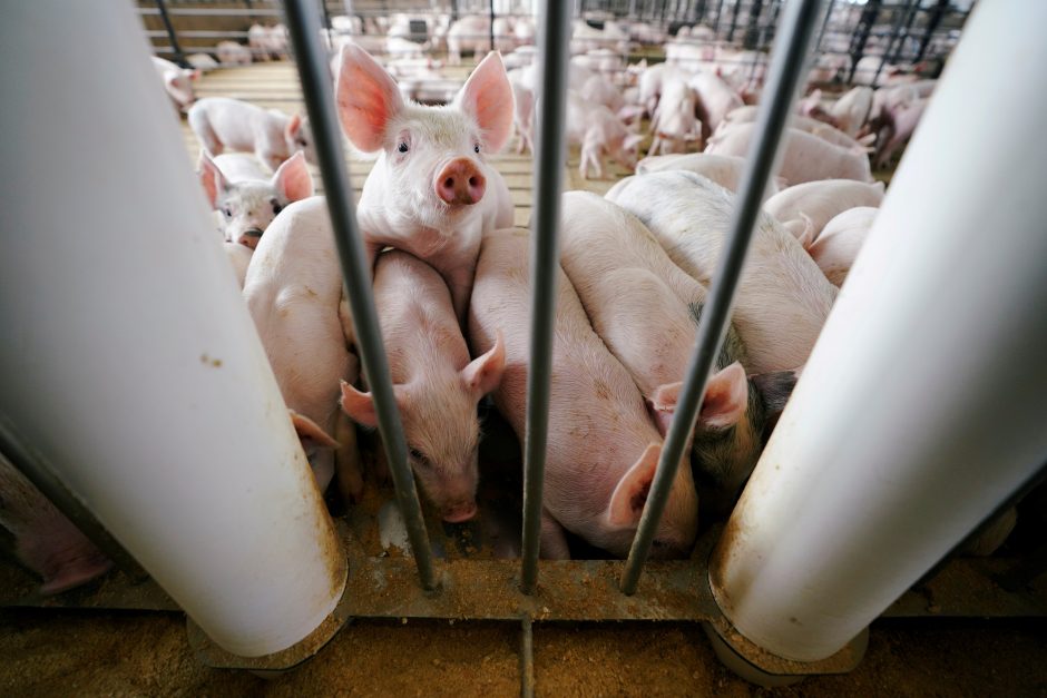 Europoje plinta afrikinis kiaulių maras: nustatytas pirmasis židinys