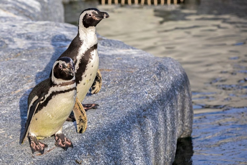 Minima Pasaulinė pingvinų diena