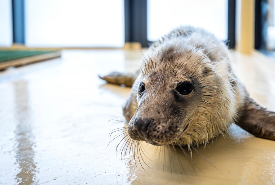 Baltijos jūros gyvūnų reabilitacijos centre gydomas pirmasis ruoniukas