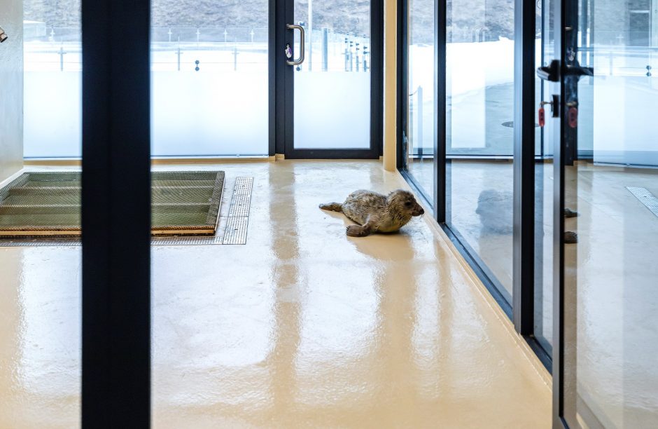 Baltijos jūros gyvūnų reabilitacijos centre gydomas pirmasis ruoniukas