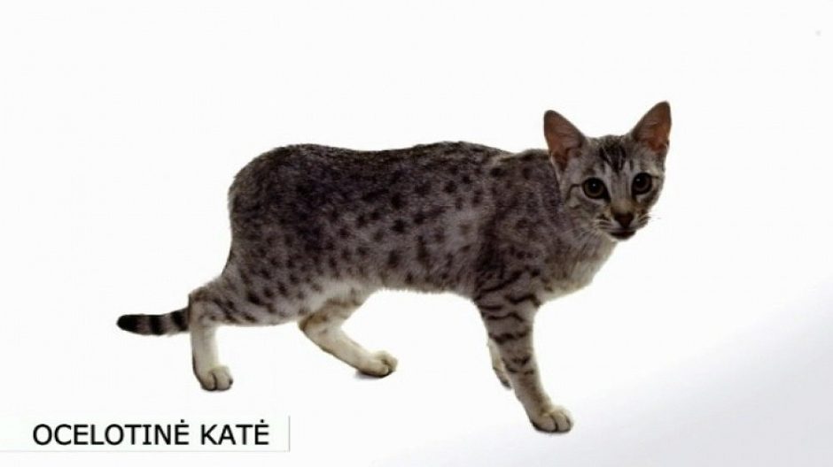 Ocelotinės katės – džiunglių gyventojos jūsų namuose 