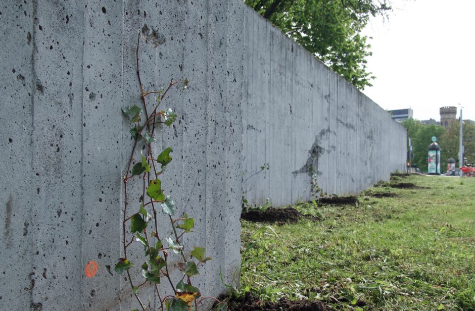 Vilniuje grafitininkų pamėgtas sienas saugos vijokliai