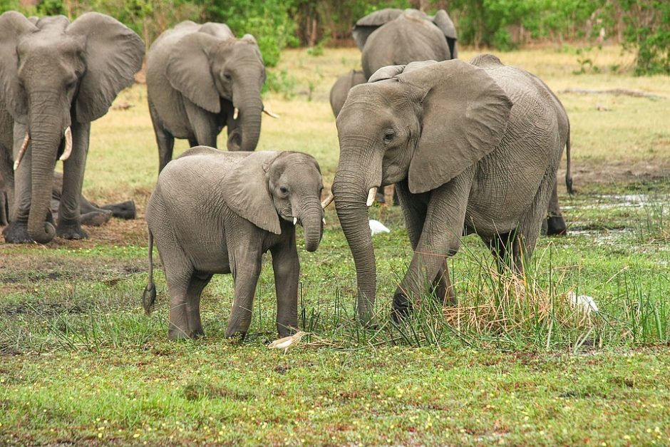 Penki laukiniai drambliai mirtinai sutrypė tailandietį