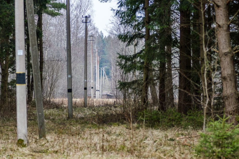 ESO primena: gyventojai atsakingi už jų žemėje šalia elektros linijų augančių medžių priežiūrą