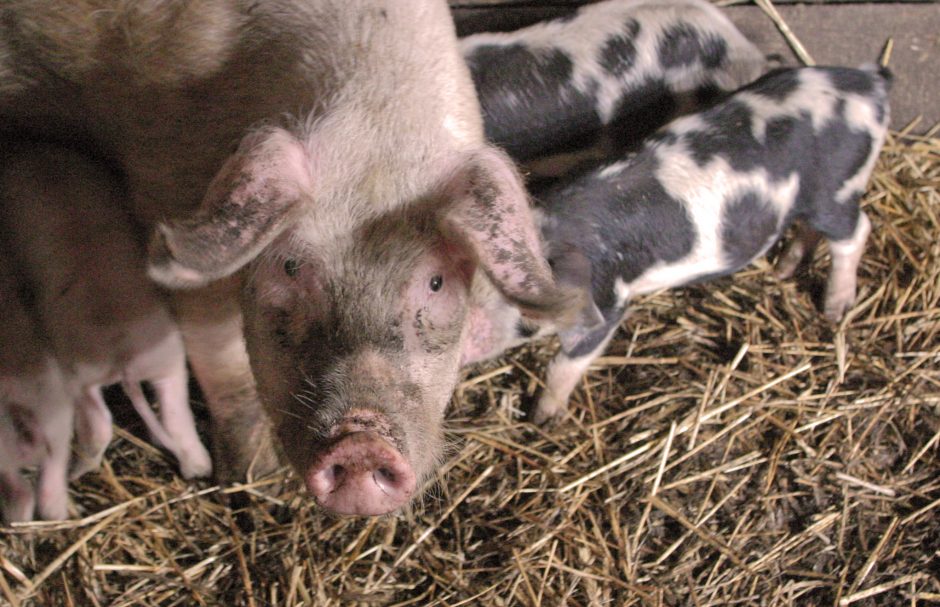 ŽŪM: švelninami reikalavimai kiaulių laikytojams