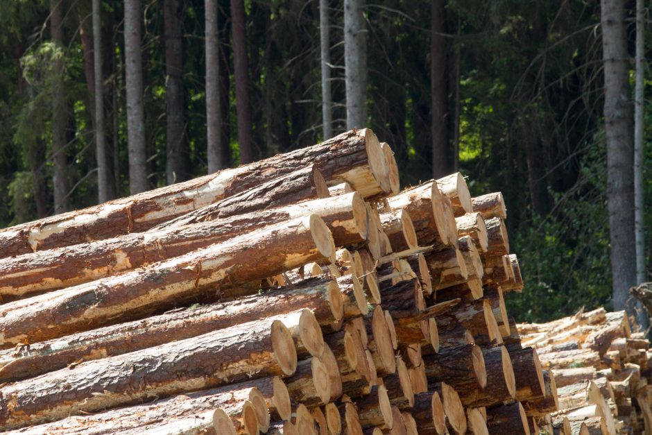 Šiemet nustatyta 70 neteisėtų miško kirtimo atvejų, nubausta beveik 180 žmonių