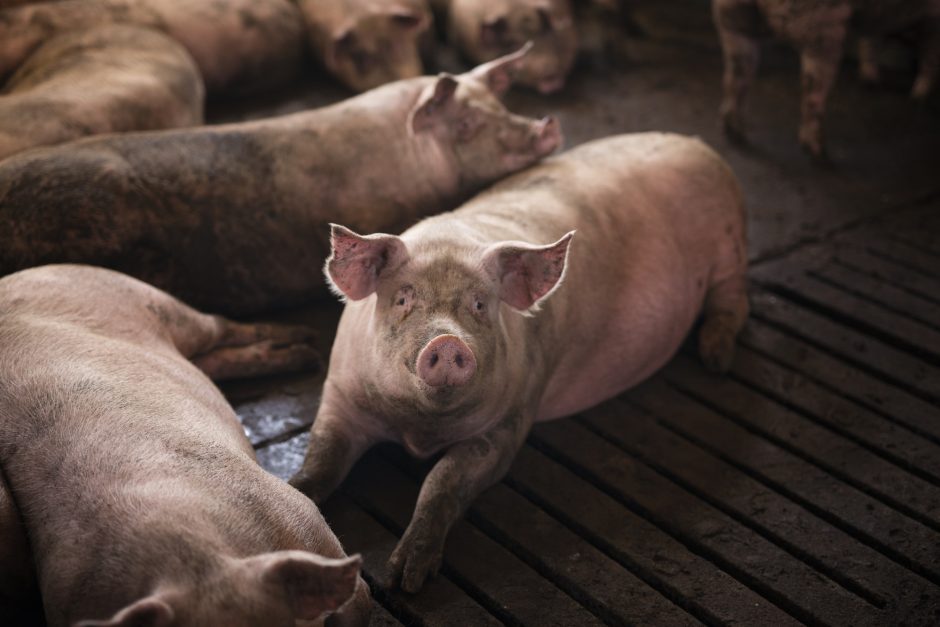 Nuostolių patyrę kiaulių laikytojai gali pretenduoti į kompensacijas
