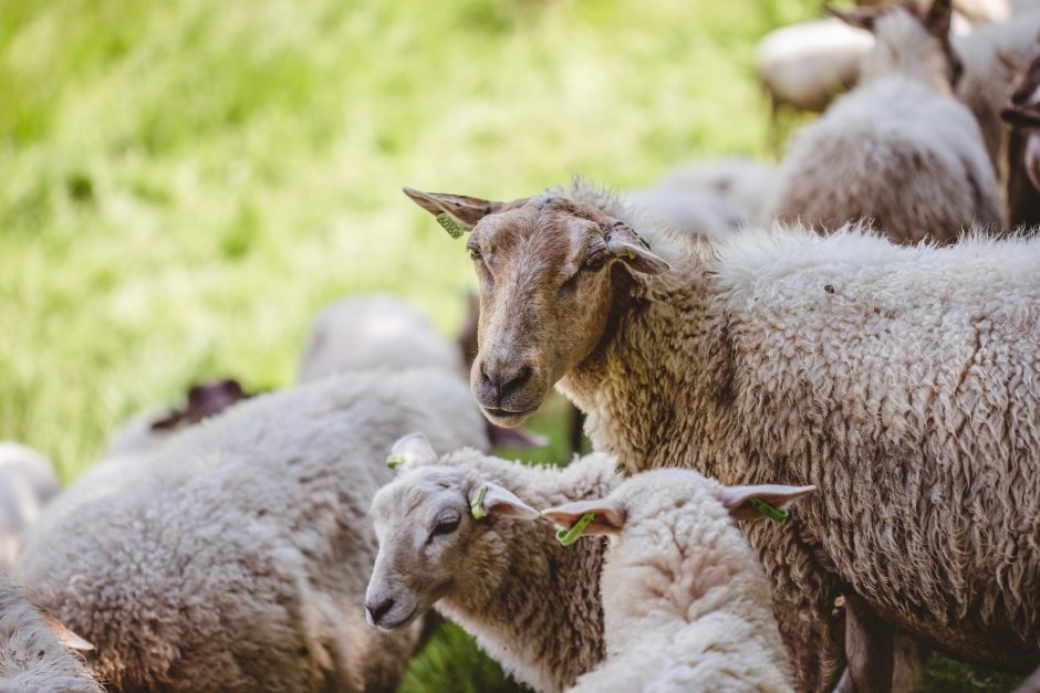 Gegužę Ribiškių pažintinio tako teritorijos kraštovaizdžiu ims rūpintis 15 avių