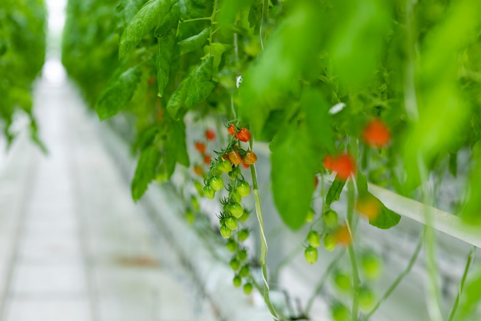 Parduotuvių lentynas pasiekė pirmieji lietuviški pomidorai