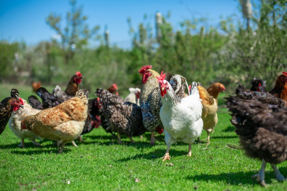 Paukščių gripas patvirtintas Rokiškio ir Lazdijų rajonuose nugaišusiems naminiams paukščiams