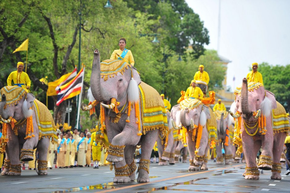 Naujajam Tailando karaliui pagarbą atidavė atsiklaupę drambliai
