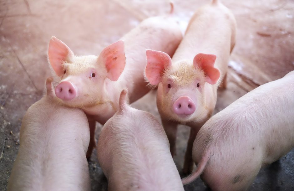 Kiaulių laikytojams – kompensacijos už priemones, saugančias nuo užkrečiamųjų ligų