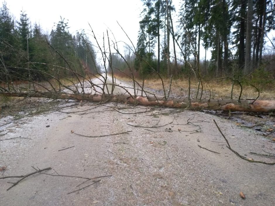 Audra praėjusią savaitę Lietuvos miškuose išvartė ir išlaužė 33 tūkst. kietmetrių medžių