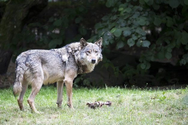 Kaip spręsti ūkininkų ir vilkų konfliktus