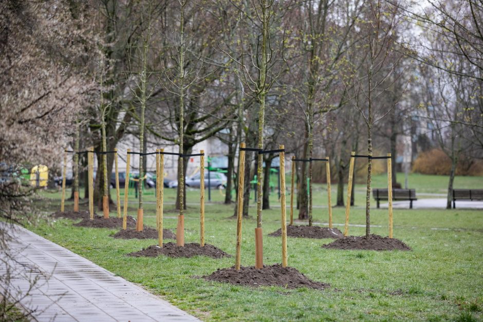 Žalesnis Vilnius: nuo ambicingo medžių sodinimo iki naujos želdynų strategijos