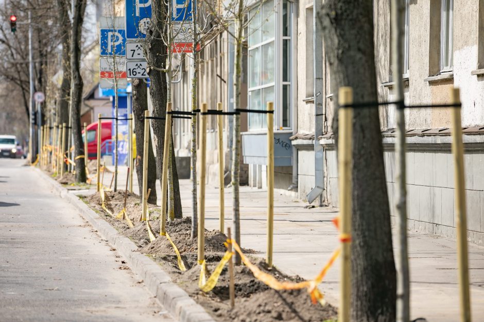 Žalesnis Vilnius: nuo ambicingo medžių sodinimo iki naujos želdynų strategijos