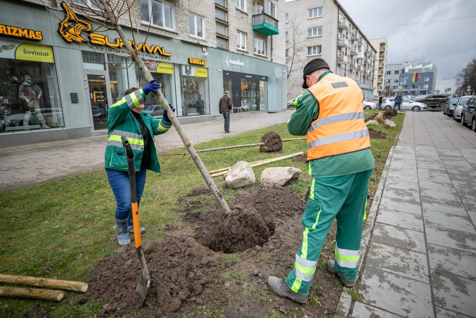 Šį pavasarį Vilniuje sodinama daugiau kaip 1000 medžių