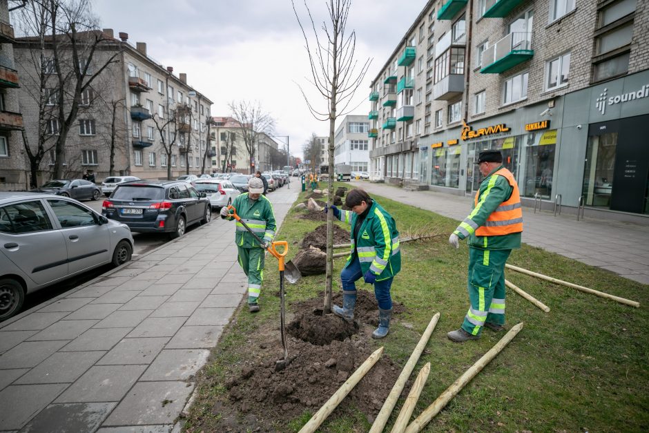 Šį pavasarį Vilniuje sodinama daugiau kaip 1000 medžių
