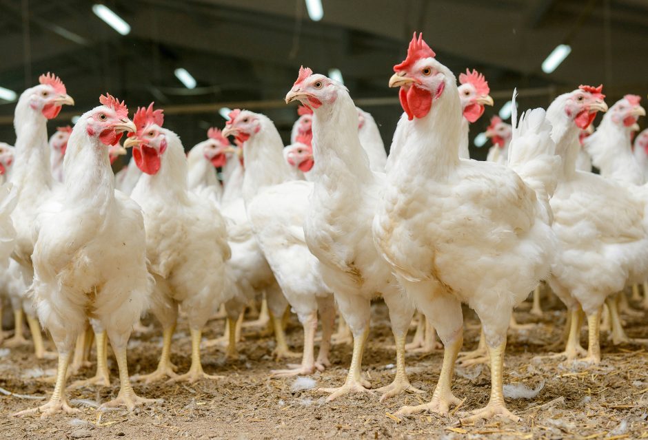 Ekonominių sunkumų patyrusius viščiukų broilerių augintojus pasiekė parama