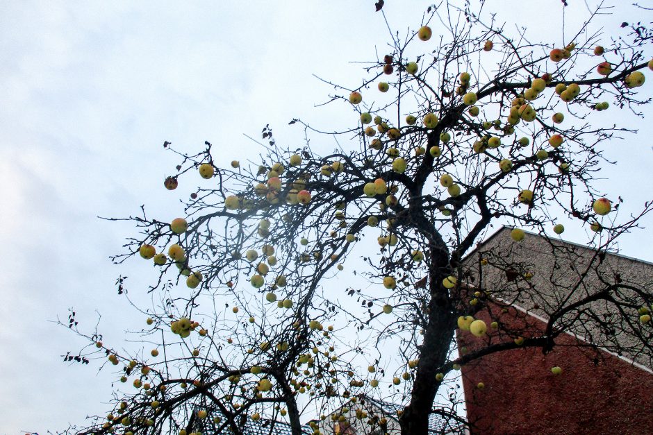 Gruodžio viduryje kauniečius stebina gausiai vaisiais apkibusi obelis