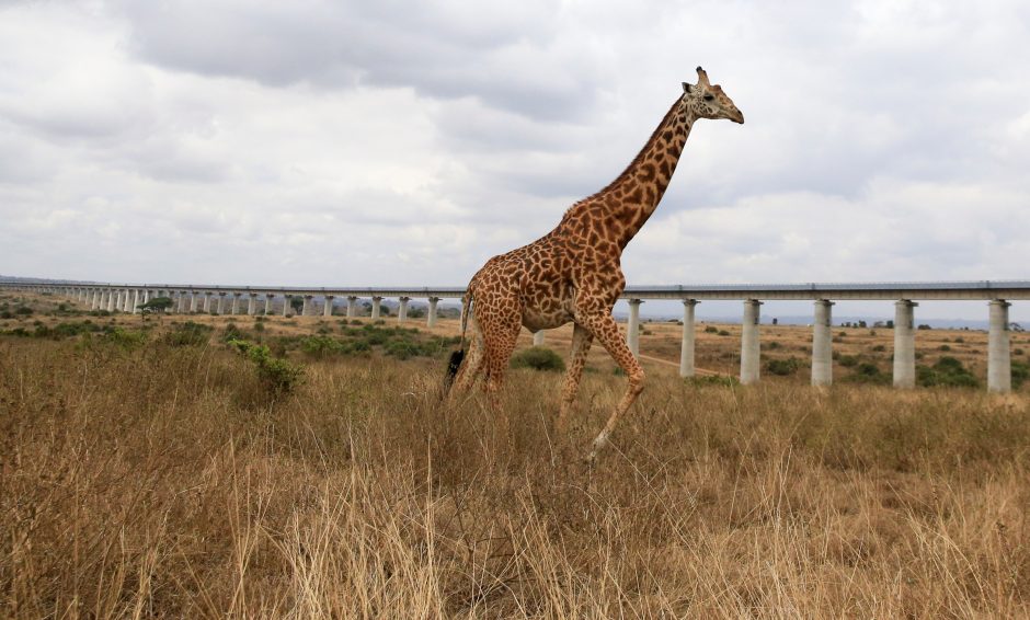 Šiurpu: žirafa sutrypė vienerių metų mergaitę ir jos mamą