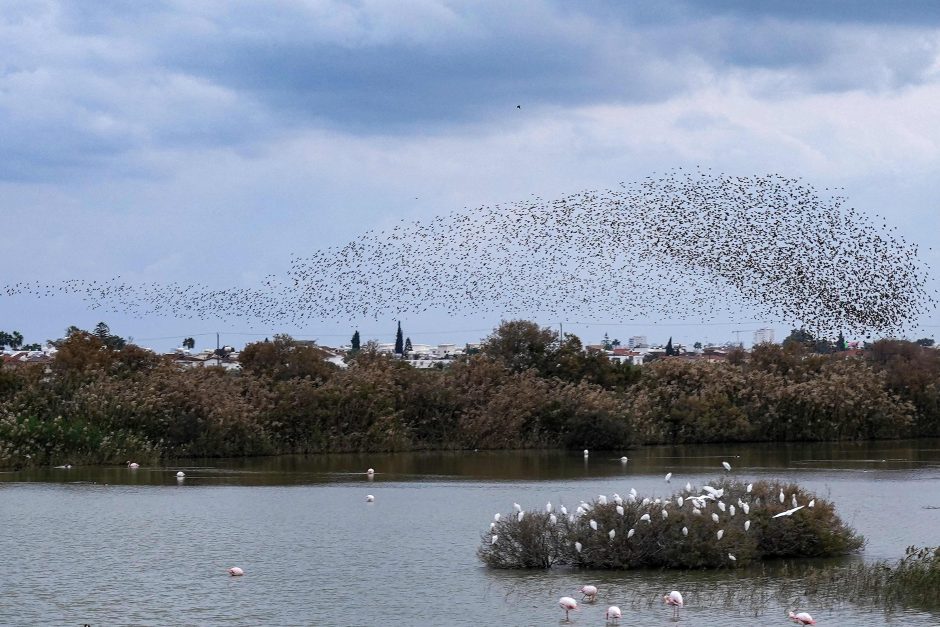 Kipras pirmą kartą šalies istorijoje skyrė baudą už retų laukinių paukščių nuodijimą