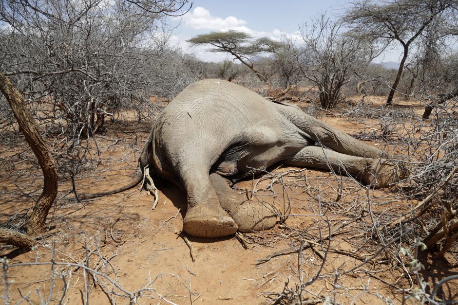 Kenijoje dėl sausros nugaišo šimtai dramblių, zebrų