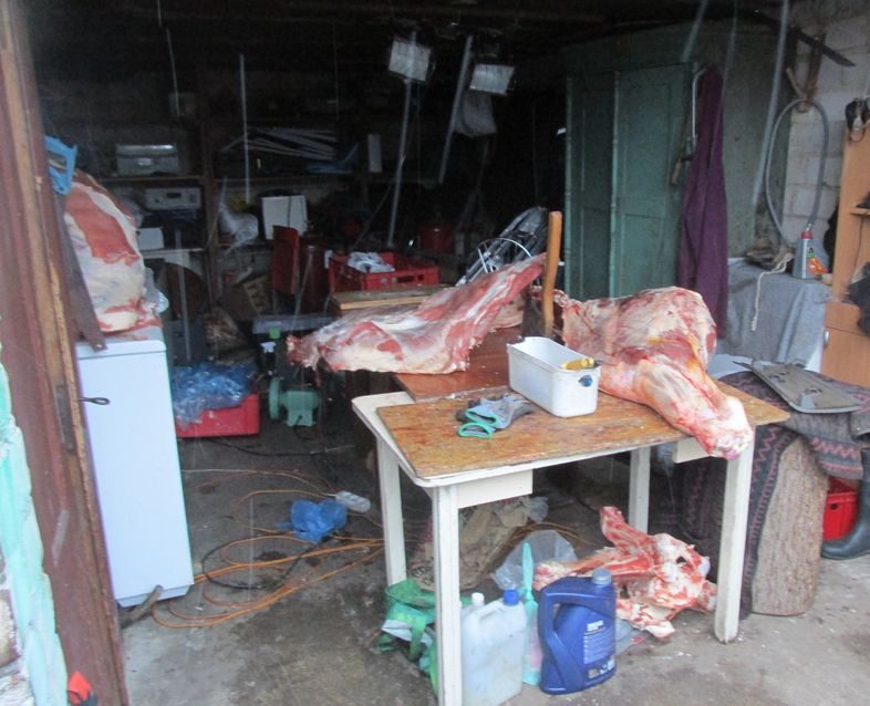 Tauragės rajone aptiktas nelegalus mėsos cechas