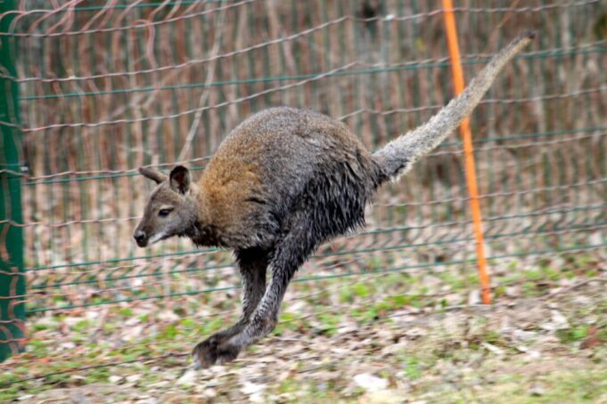 Rokiškio rajone iš ūkio pabėgo kengūra 