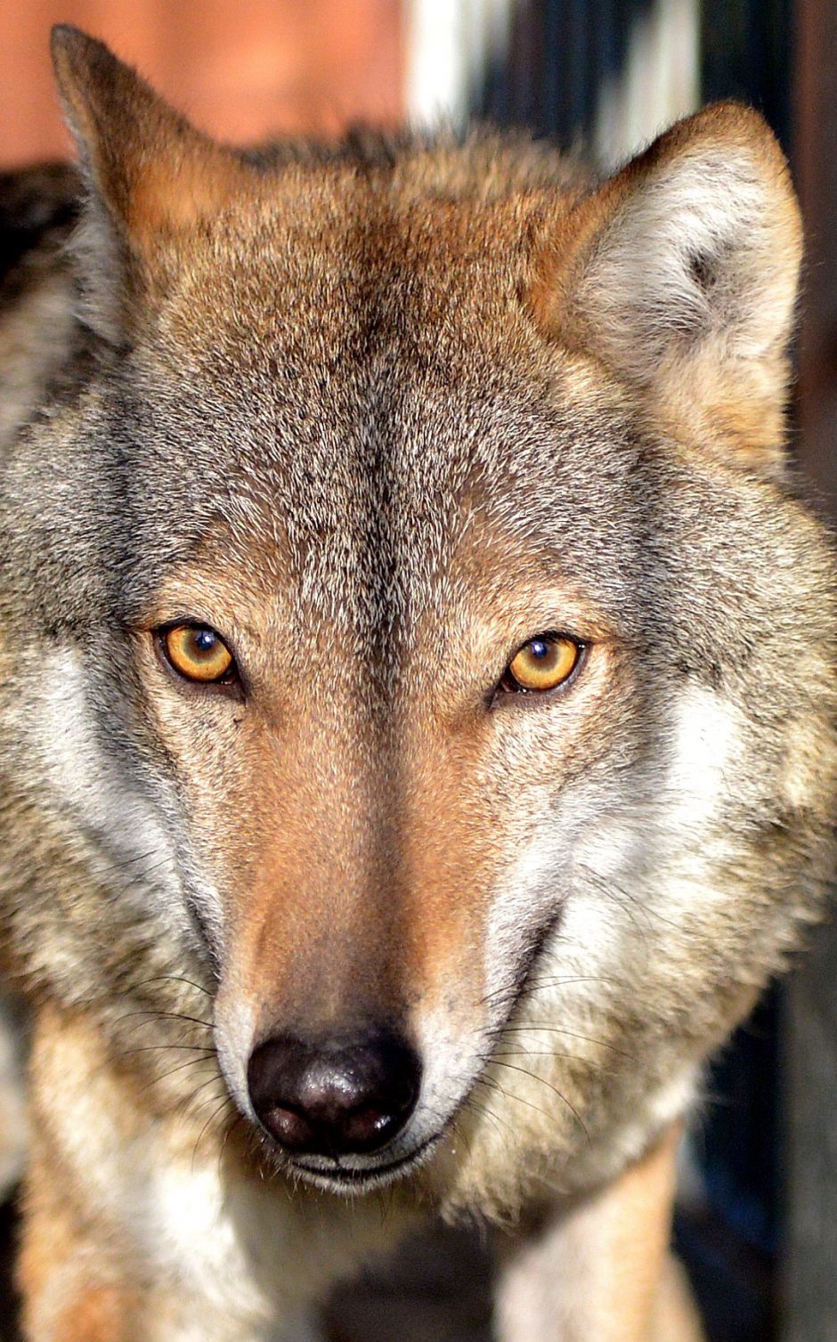 „Baltijos vilkas“: dvigubai didesnis vilkų medžioklės limitas avių neišgelbės