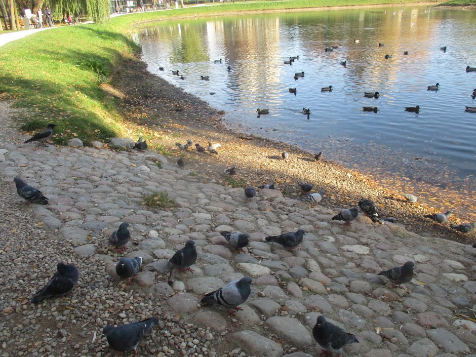 Neįtikėtinas vaizdelis: Kalniečių parke vyrui ant galvos nutūpė balandis (nuotraukos)