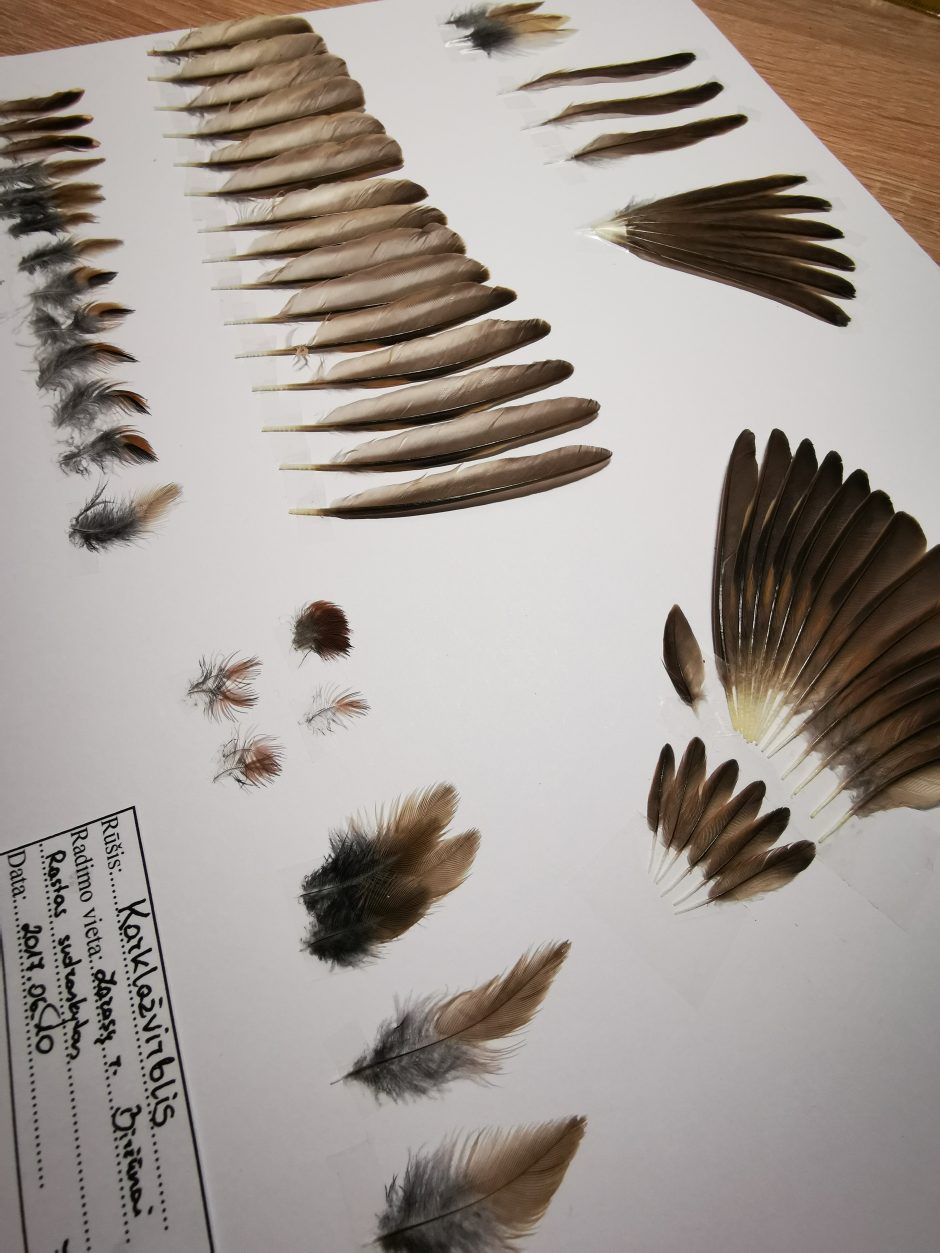 Didžiausią plunksnų kolekciją sukaupęs miškininkas nustebino ir piešiniais