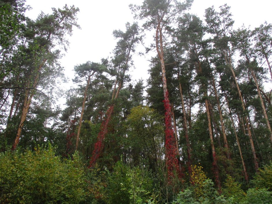 Aplinkos ministerija siūlo naują mokestį už nekertamą mišką 