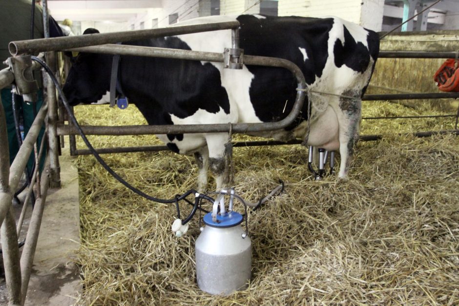 Nuo trečiadienio – nacionalinė parama pieno gamintojams