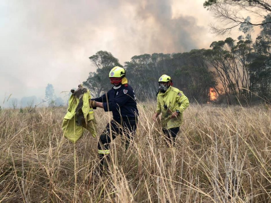 Australijos krūmynų gaisrai smarkiai paveikė koalų populiaciją