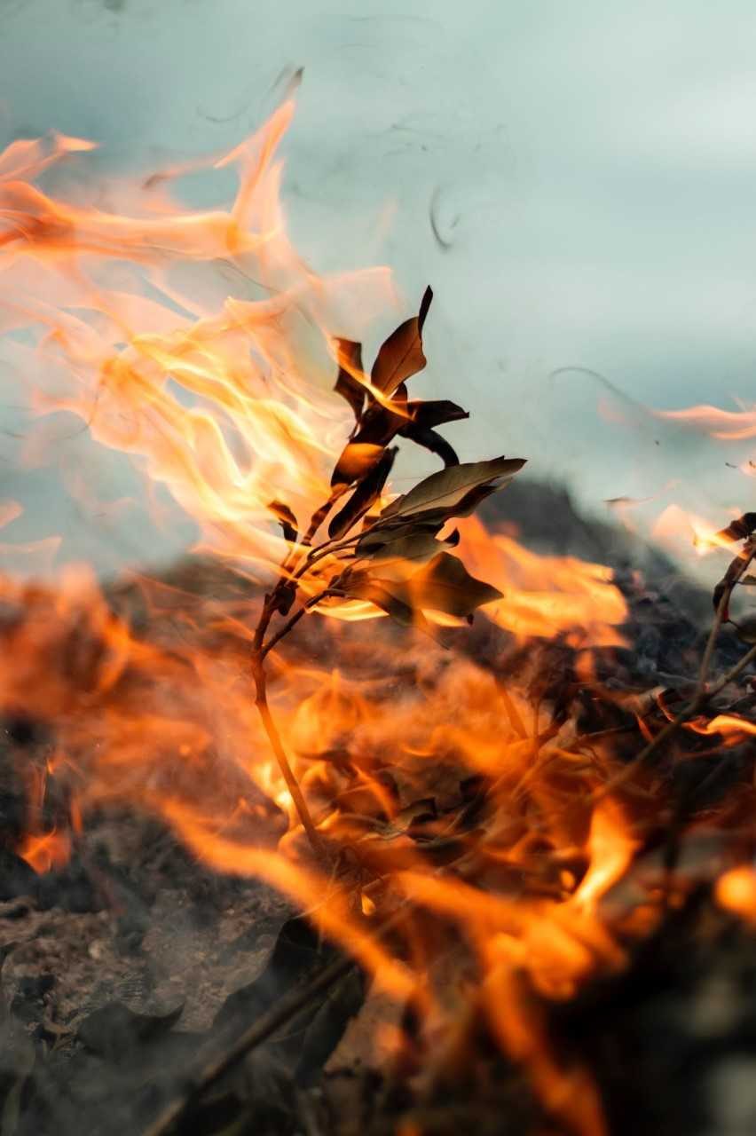 Miškininkai perspėja – ugnis iš pievų netrunka persimesti į miškus