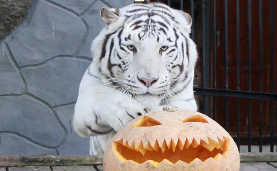 Japonijoje retam baltajam tigrui atlikta kojos sąnario operacija