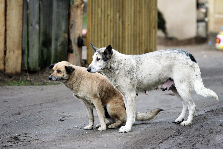 Garaže Kretingoje netinkamomis sąlygomis buvo laikoma 11 šunų 