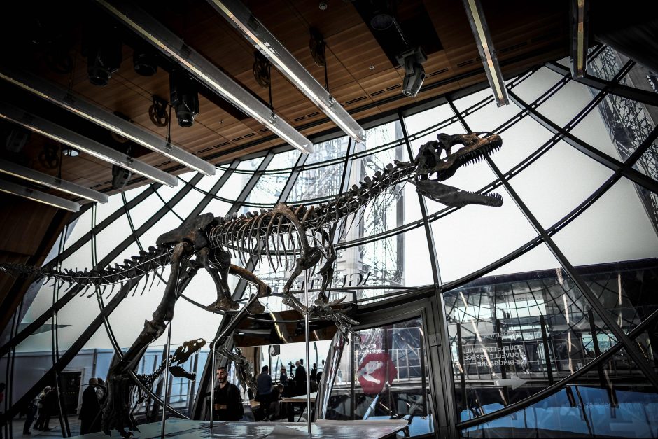 Paryžiuje parduotas itin retas dinozauro skeletas