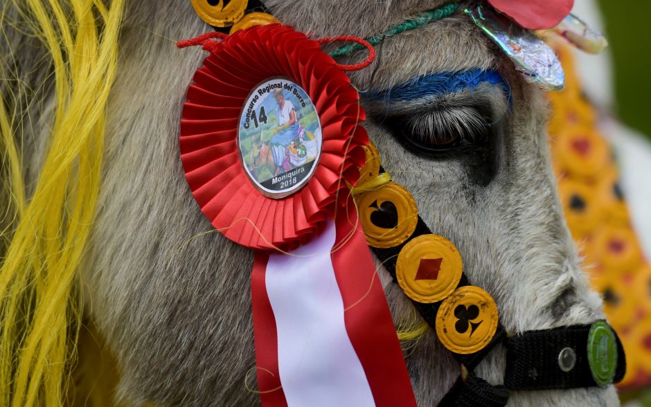 Asilų konkursą laimėjo koketiškos kaimietės kostiumu papuoštas gyvulys