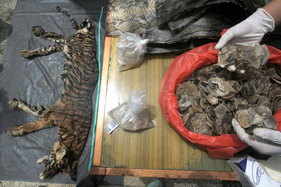 Indonezijos policijos laimikis – tigro kailis ir elnių genitalijos