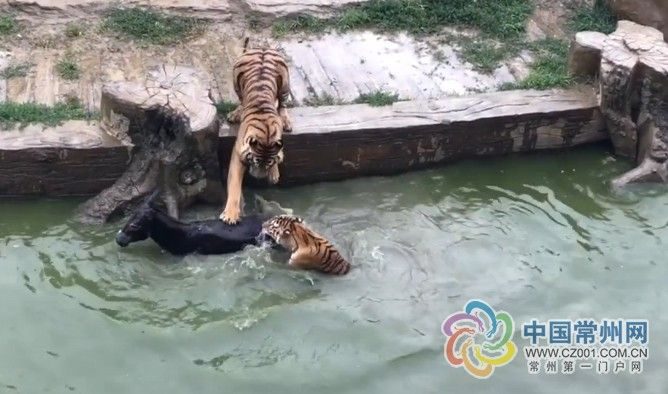 Kinų žiaurumas: zoologijos sode gyvą asilą įmetė sudraskyti tigrams 