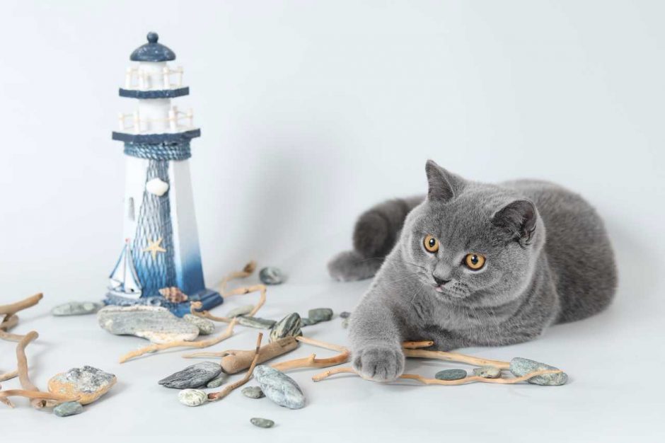 Tarptautinėje parodoje – ir laimę nešančios japonų katės