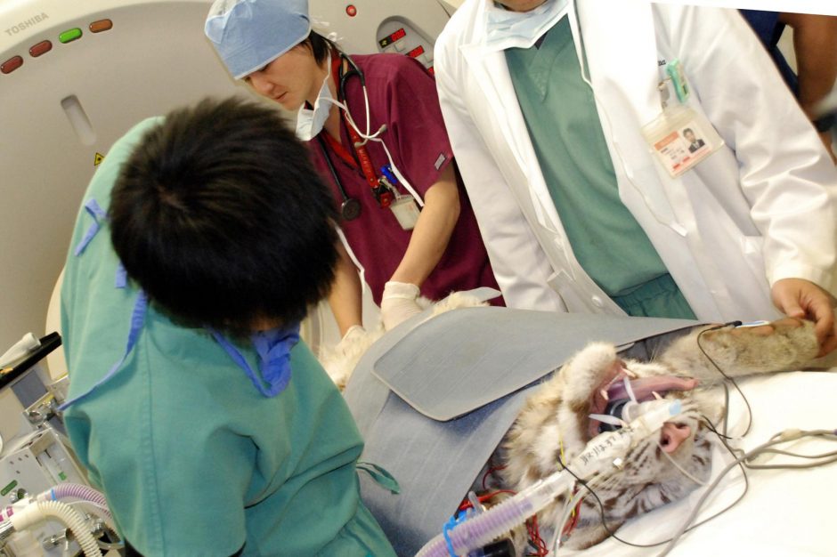Japonijoje retam baltajam tigrui atlikta kojos sąnario operacija